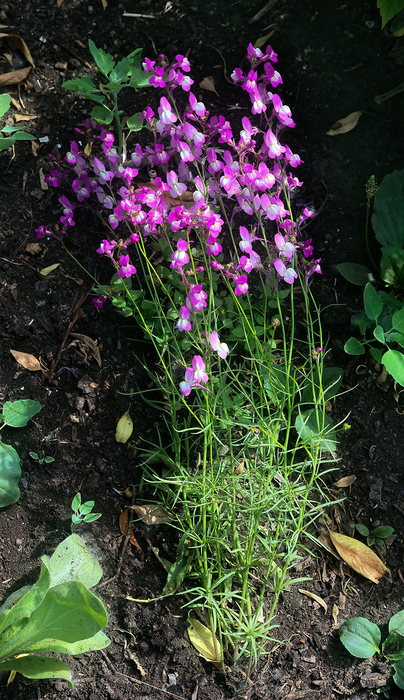 Изображение особи Linaria incarnata.