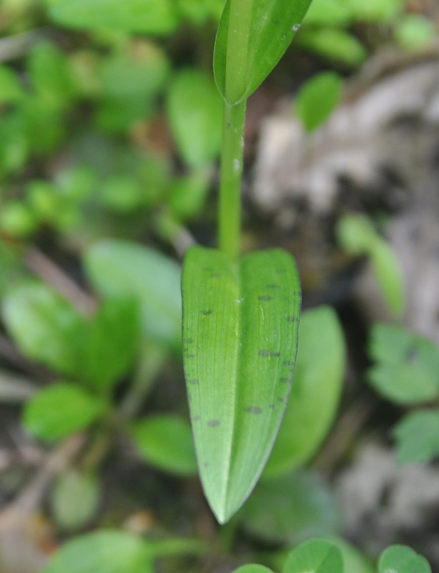 Image of Dactylorhiza urvilleana specimen.