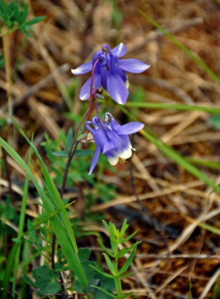 Image of Aquilegia sibirica specimen.