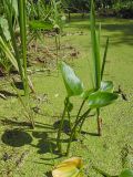 Calla palustris