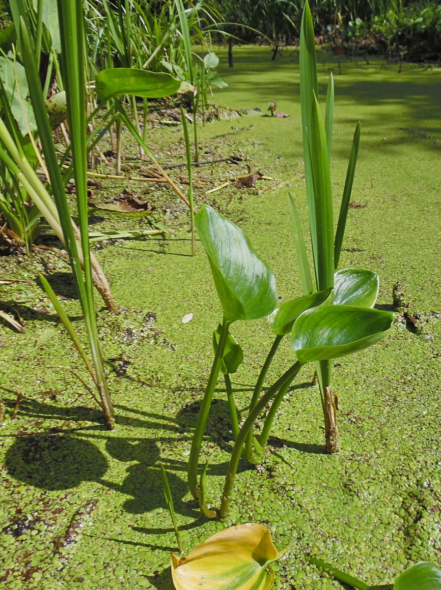 Image of Calla palustris specimen.