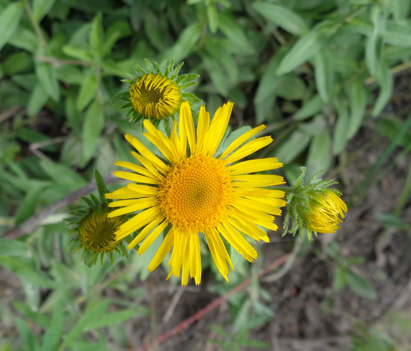 Image of Inula britannica specimen.