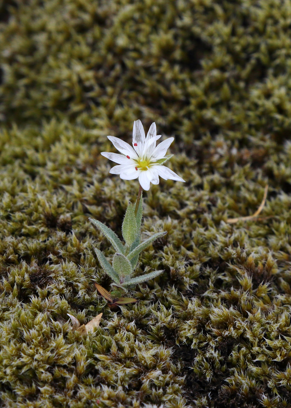 Изображение особи Stellaria eschscholtziana.