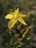 Hypericum montanum. Соцветие. Украина, Закарпатская обл., Виноградовский р-н, окр. села Веряца, травянистый склон у р. Тиса. 21 июня 2010 г.