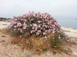 Convolvulus oleifolius