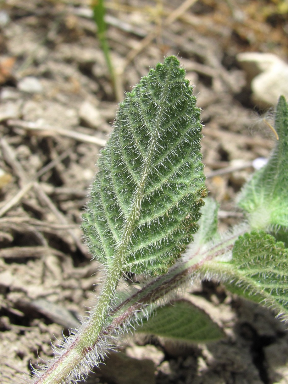 Image of Salvia viridis specimen.