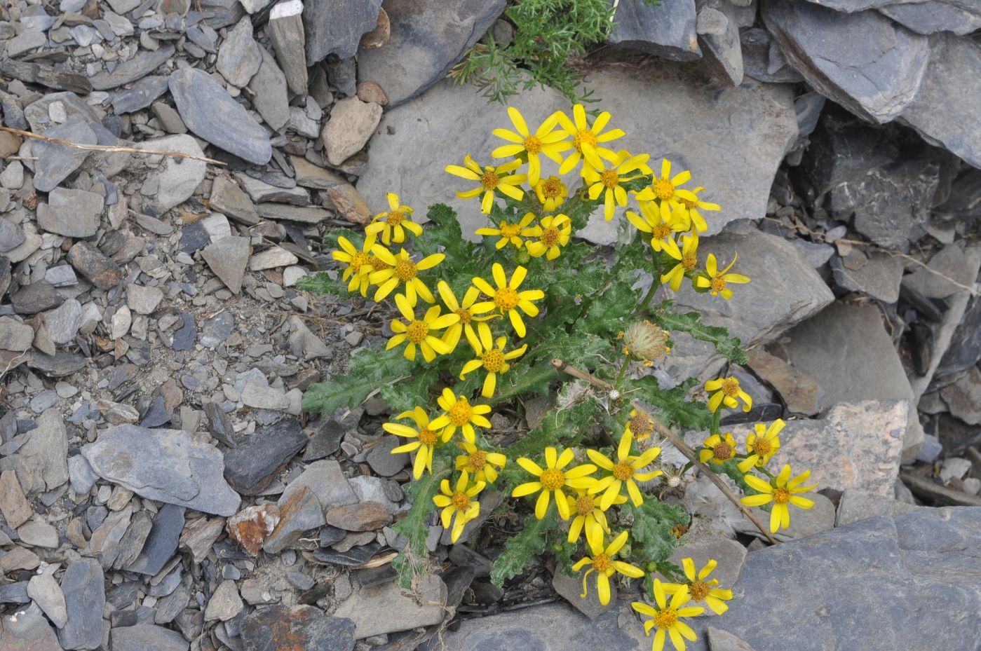 Image of Senecio sosnovskyi specimen.