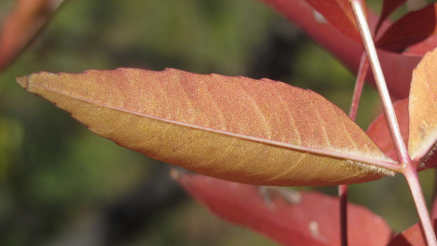 Image of Fraxinus oxycarpa specimen.