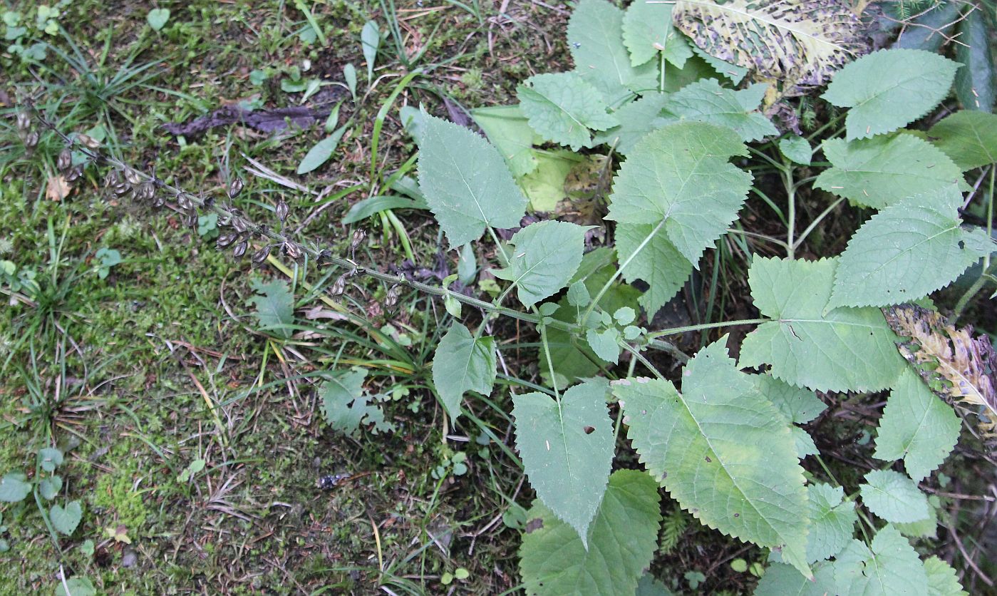 Image of Salvia glutinosa specimen.