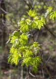 Acer platanoides. Ветвь с молодыми листьями. Псковская обл., Великолукский р-н, долина р. Ловать, смешанный лес. 07.05.2018.