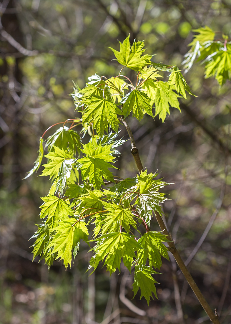 Image of Acer platanoides specimen.