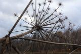 Heracleum sosnowskyi. Верхушка отмершего отплодоносившего растения. Московская обл., окр. г. Дмитрова, берег канала им. Москвы. 28 октября 2018 г.