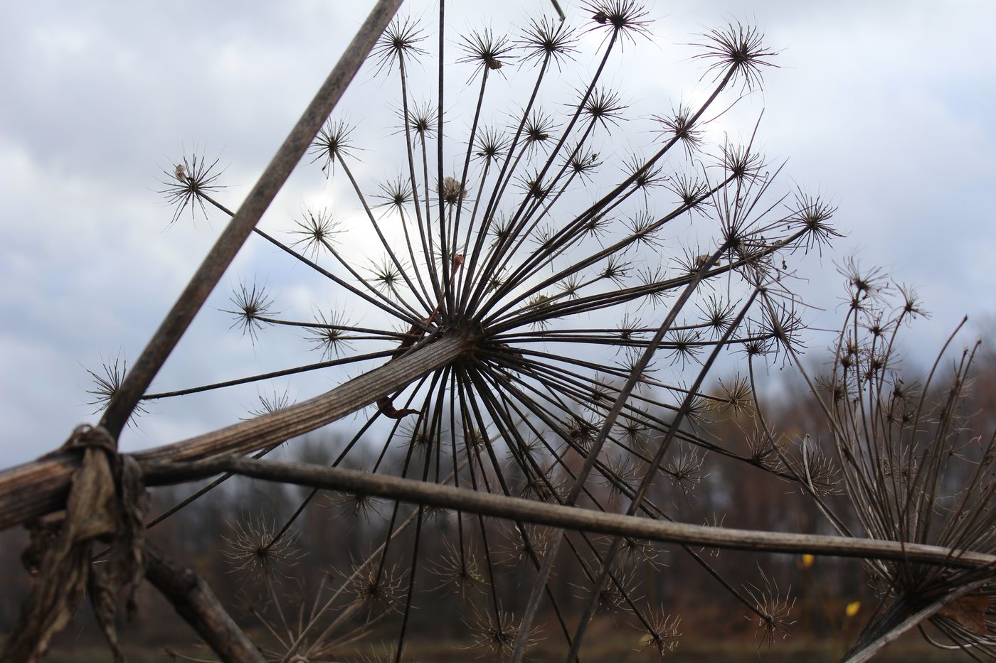 Изображение растения Heracleum sosnowskyi.