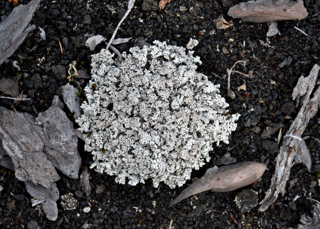 Image of genus Stereocaulon specimen.