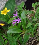 Primula nivalis