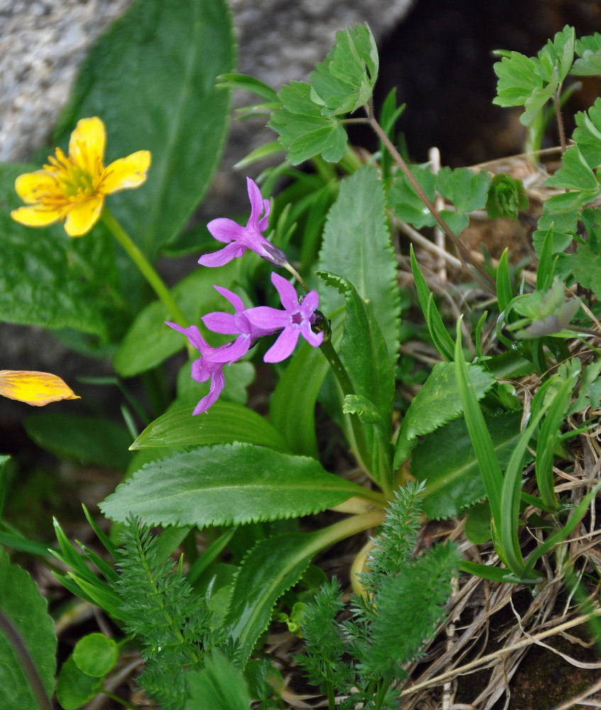 Изображение особи Primula nivalis.