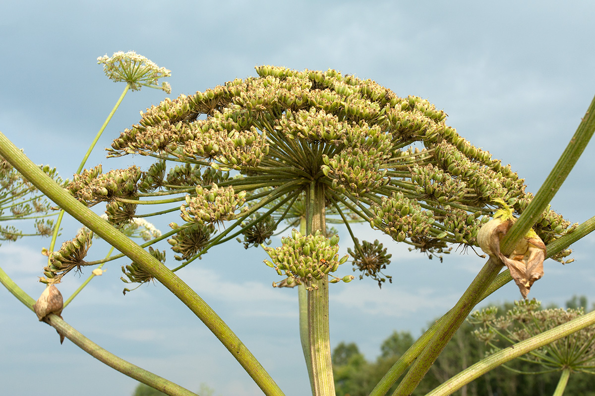 Image of Heracleum sosnowskyi specimen.