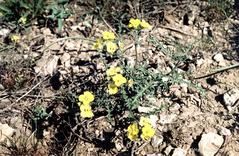 Image of Sterigmostemum caspicum specimen.