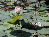 Nelumbo komarovii. Цветущие и плодоносящие растения. Амурская обл., Бурейский р-н, пгт Бурея, озеро Полуозерка. 28.07.2018.