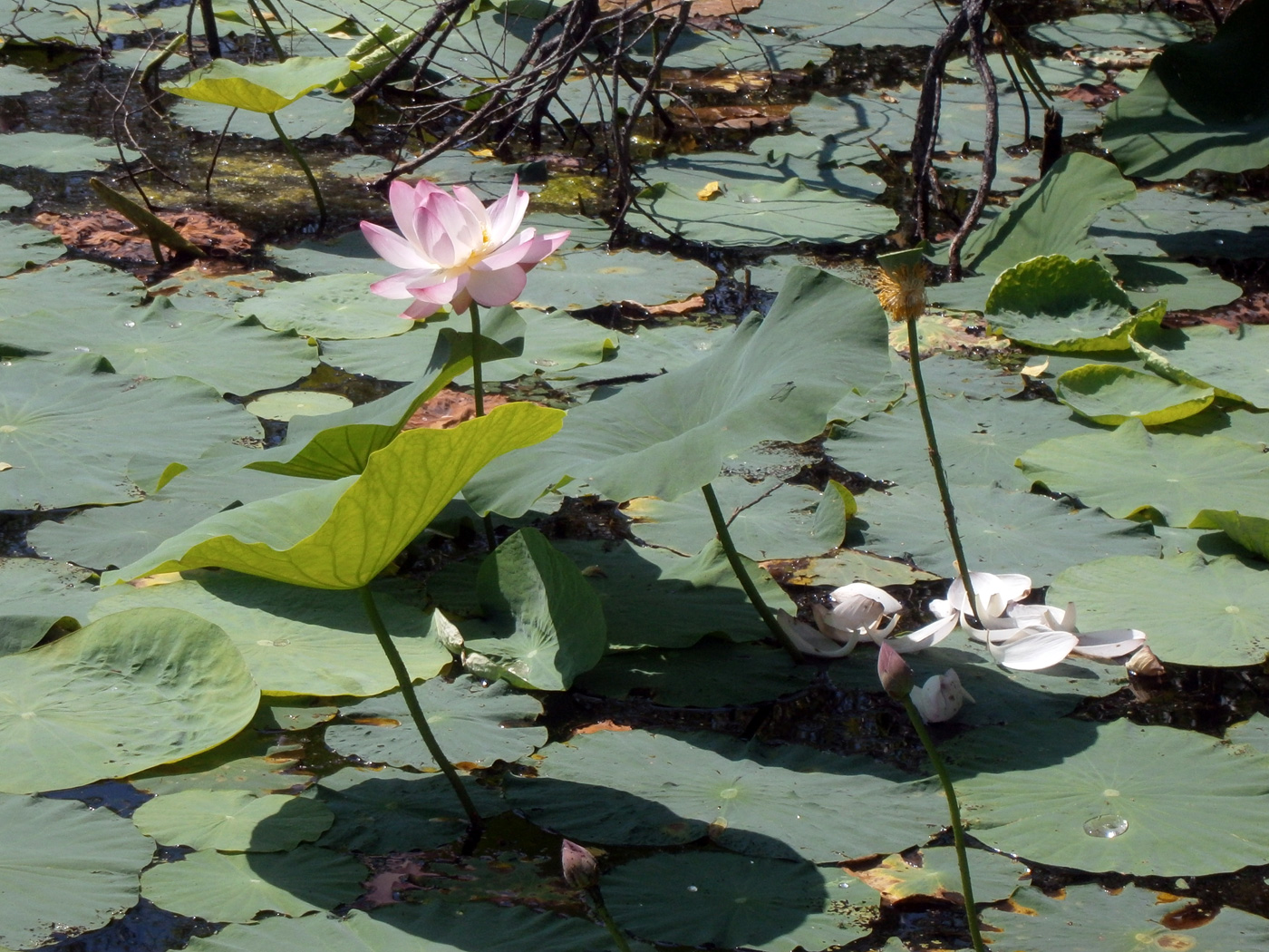 Изображение особи Nelumbo komarovii.