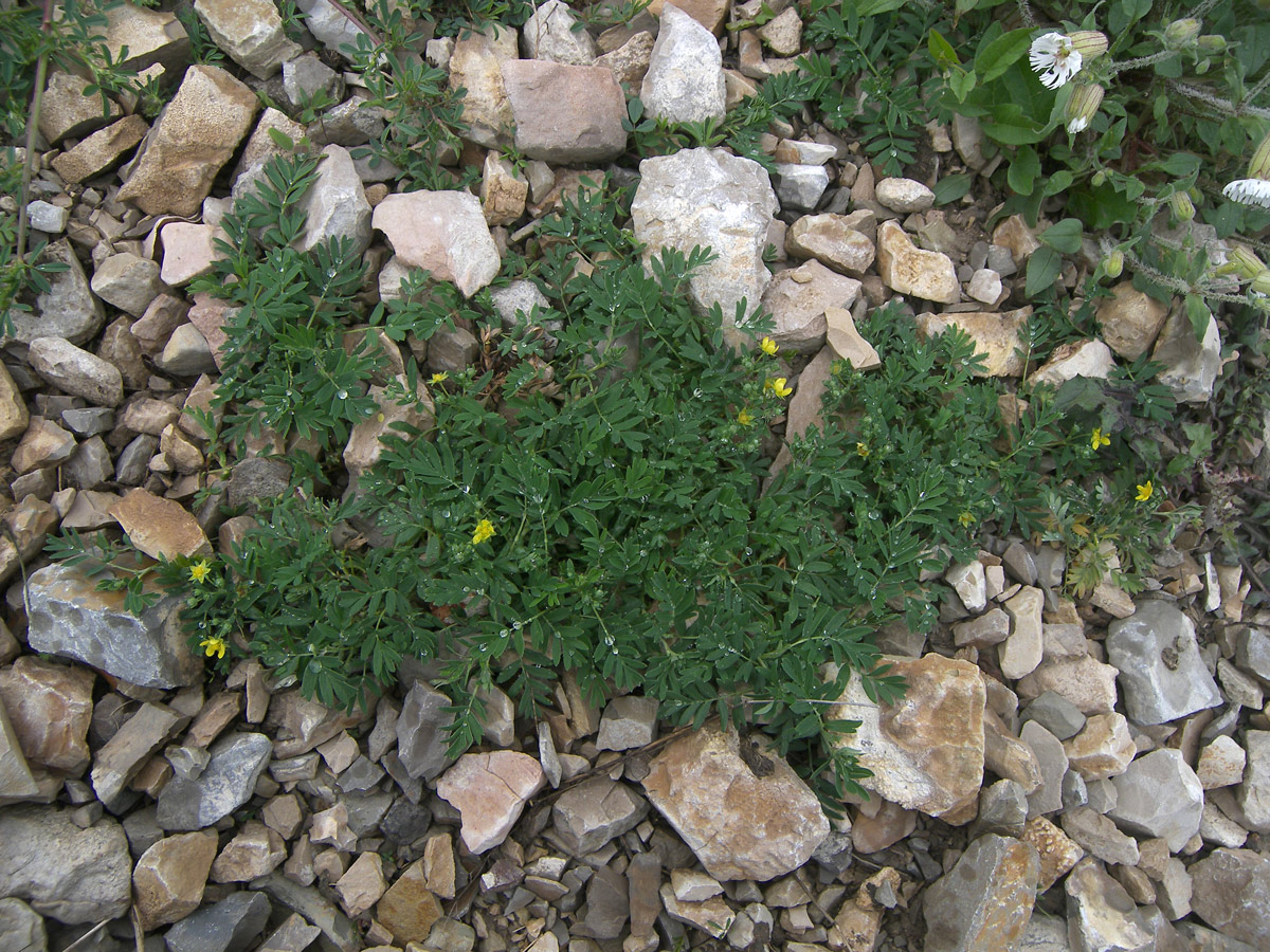 Image of Potentilla orientalis specimen.