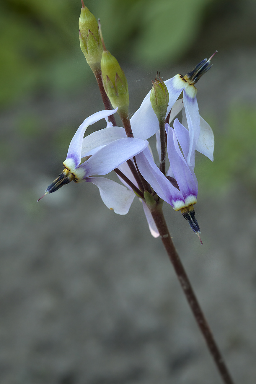 Изображение особи Dodecatheon amethystinum.