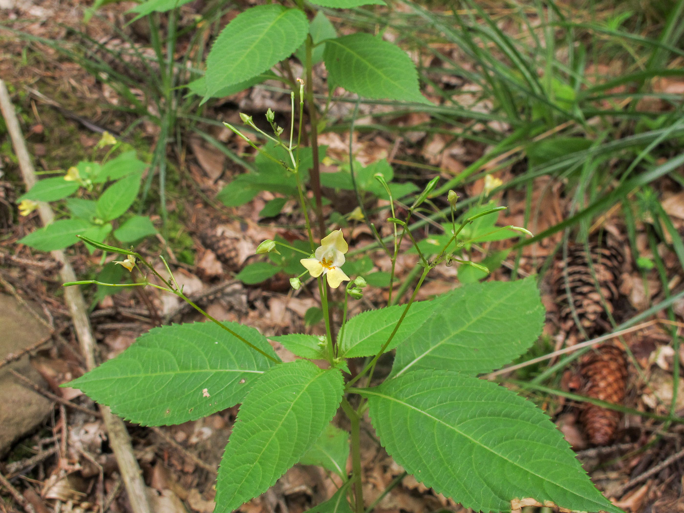 Изображение особи Impatiens parviflora.