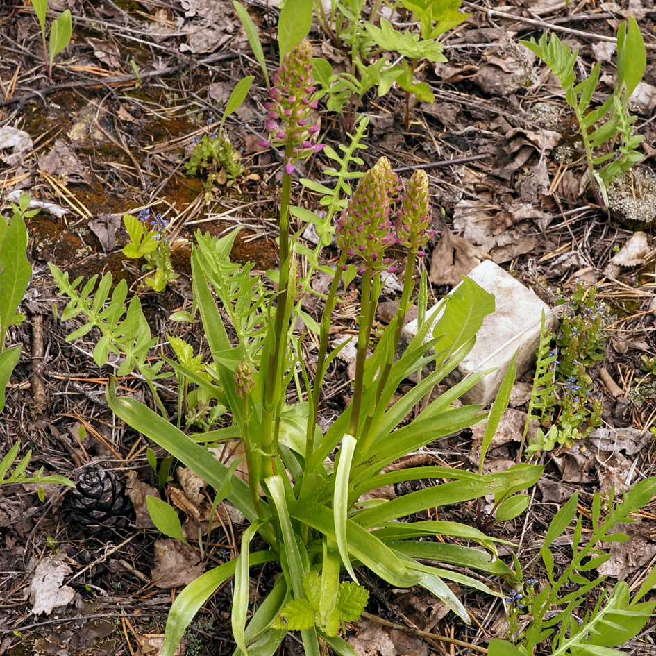 Изображение особи Gymnadenia conopsea.