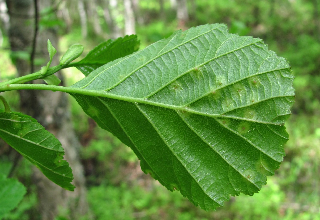 Изображение особи Alnus glutinosa.