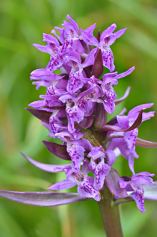 Изображение особи Dactylorhiza euxina.