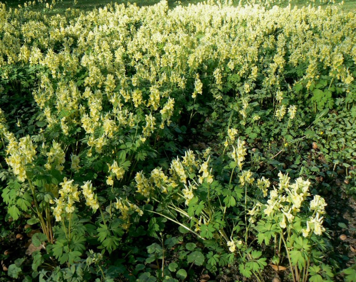 Image of Corydalis bracteata specimen.