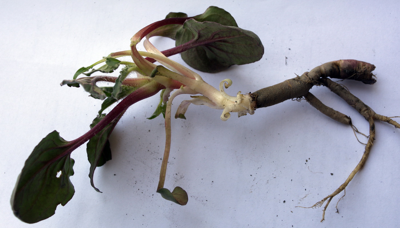 Image of class Magnoliopsida specimen.
