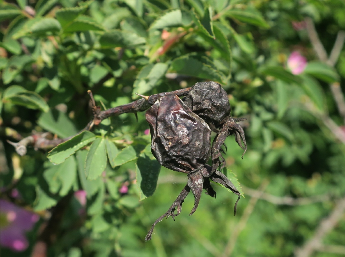 Image of Rosa subafzeliana specimen.