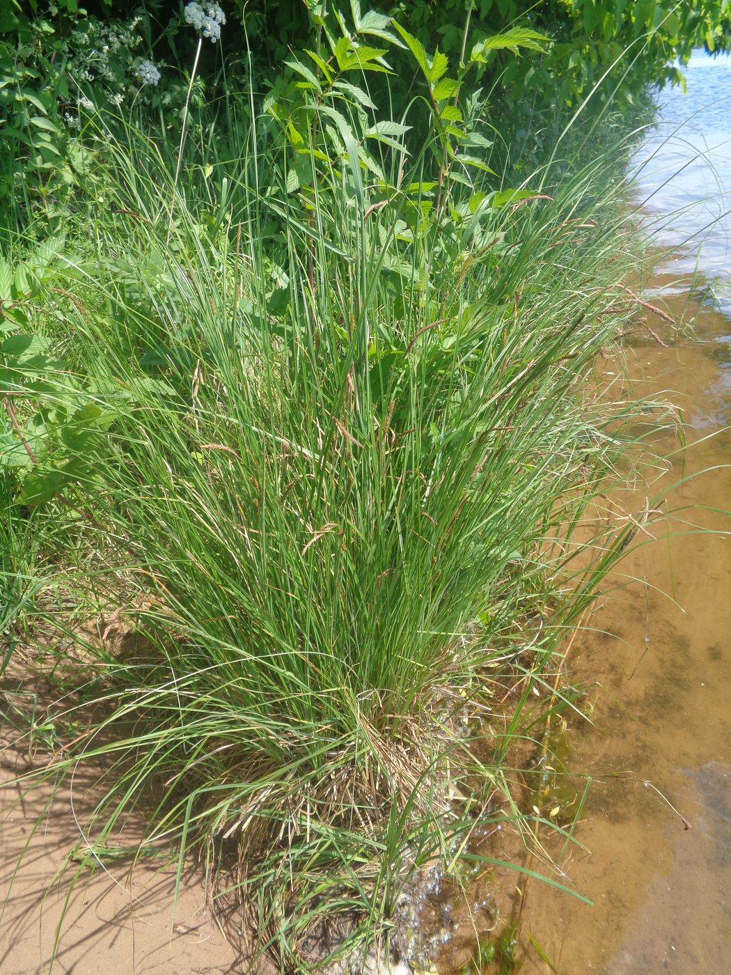 Image of Carex acuta specimen.