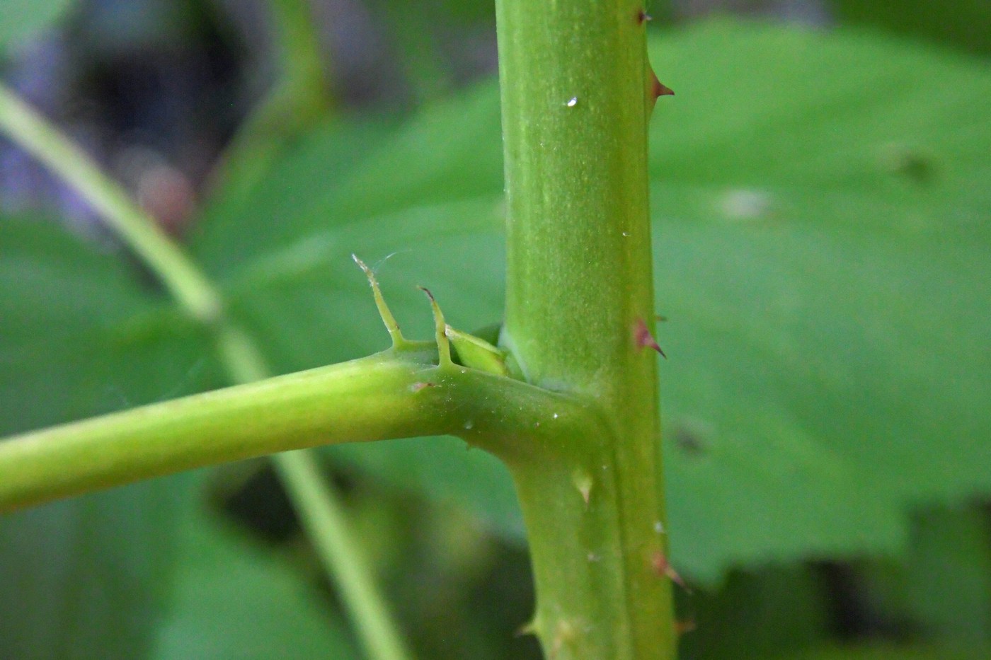Image of Rubus idaeus specimen.