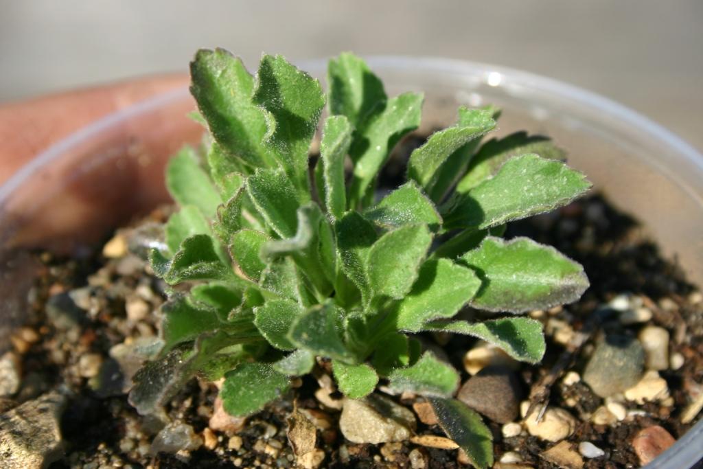 Image of Campanula aucheri specimen.