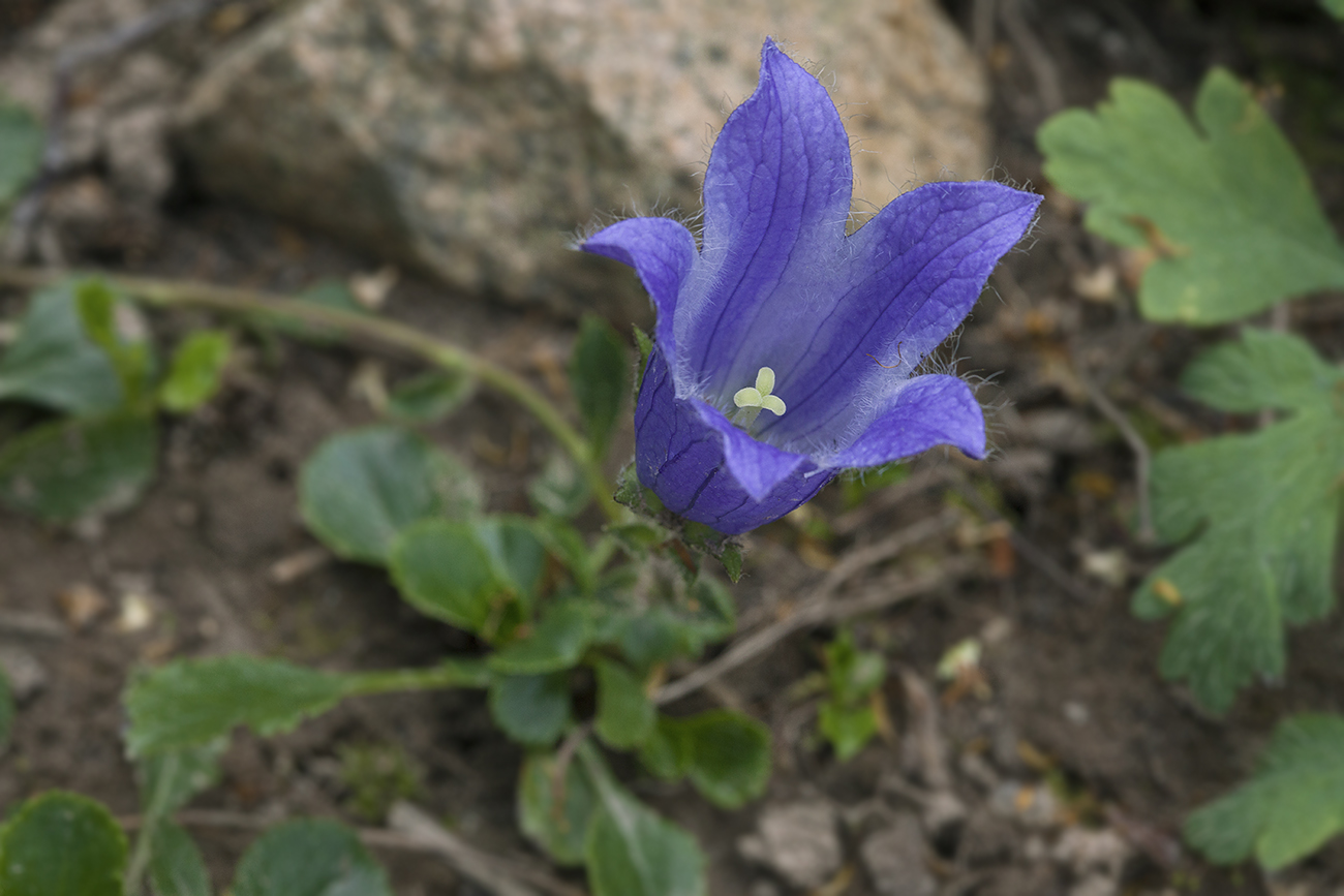 Image of Campanula chamissonis specimen.