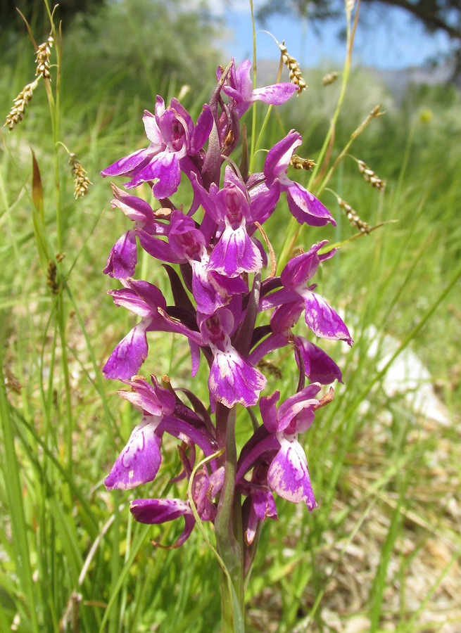 Изображение особи Dactylorhiza salina.