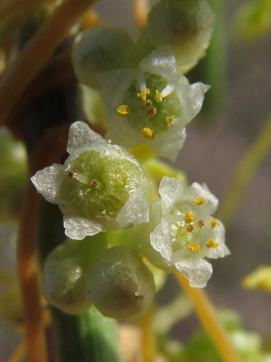 Image of Cuscuta cesatiana specimen.