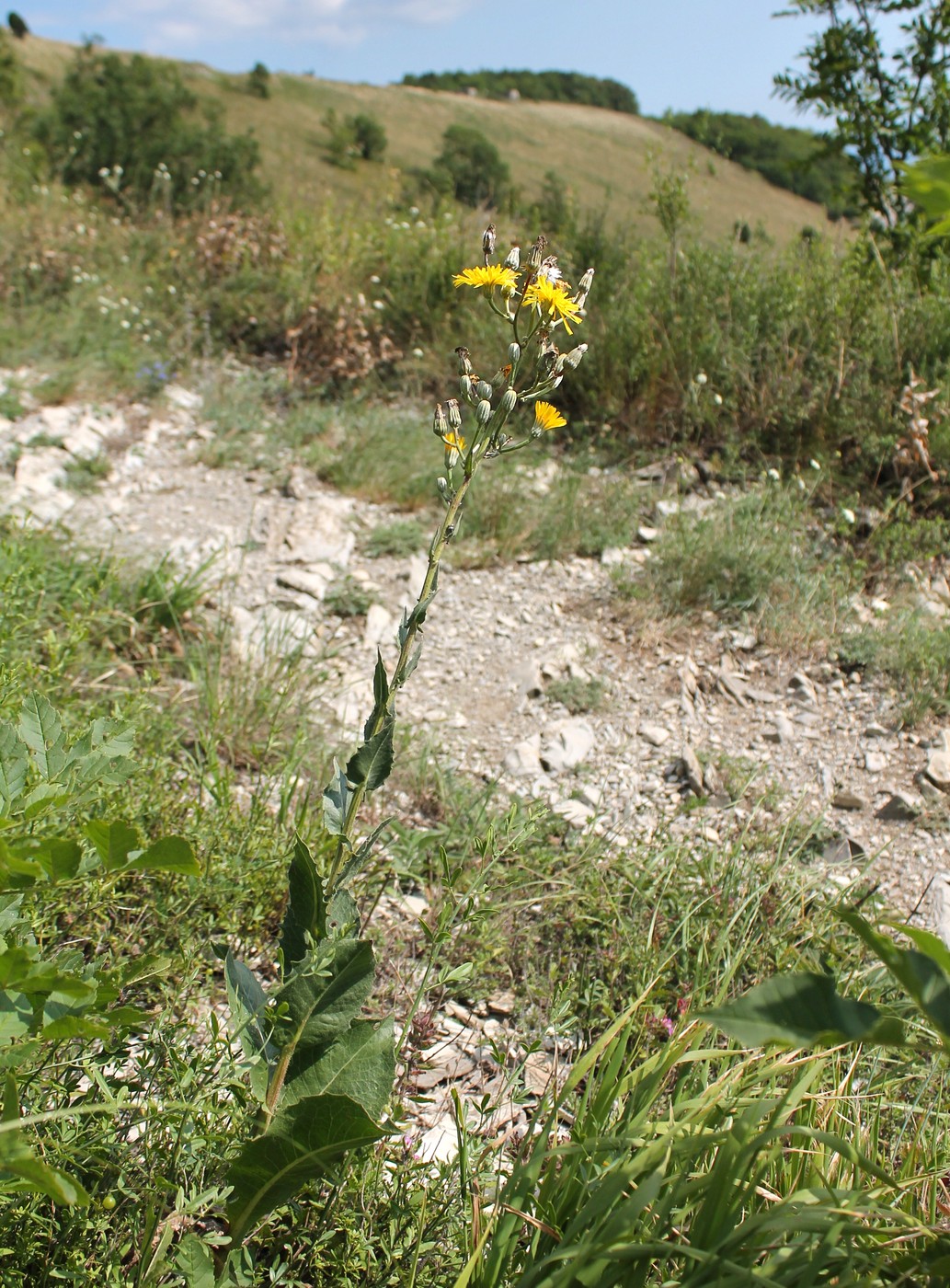 Image of Crepis pannonica specimen.