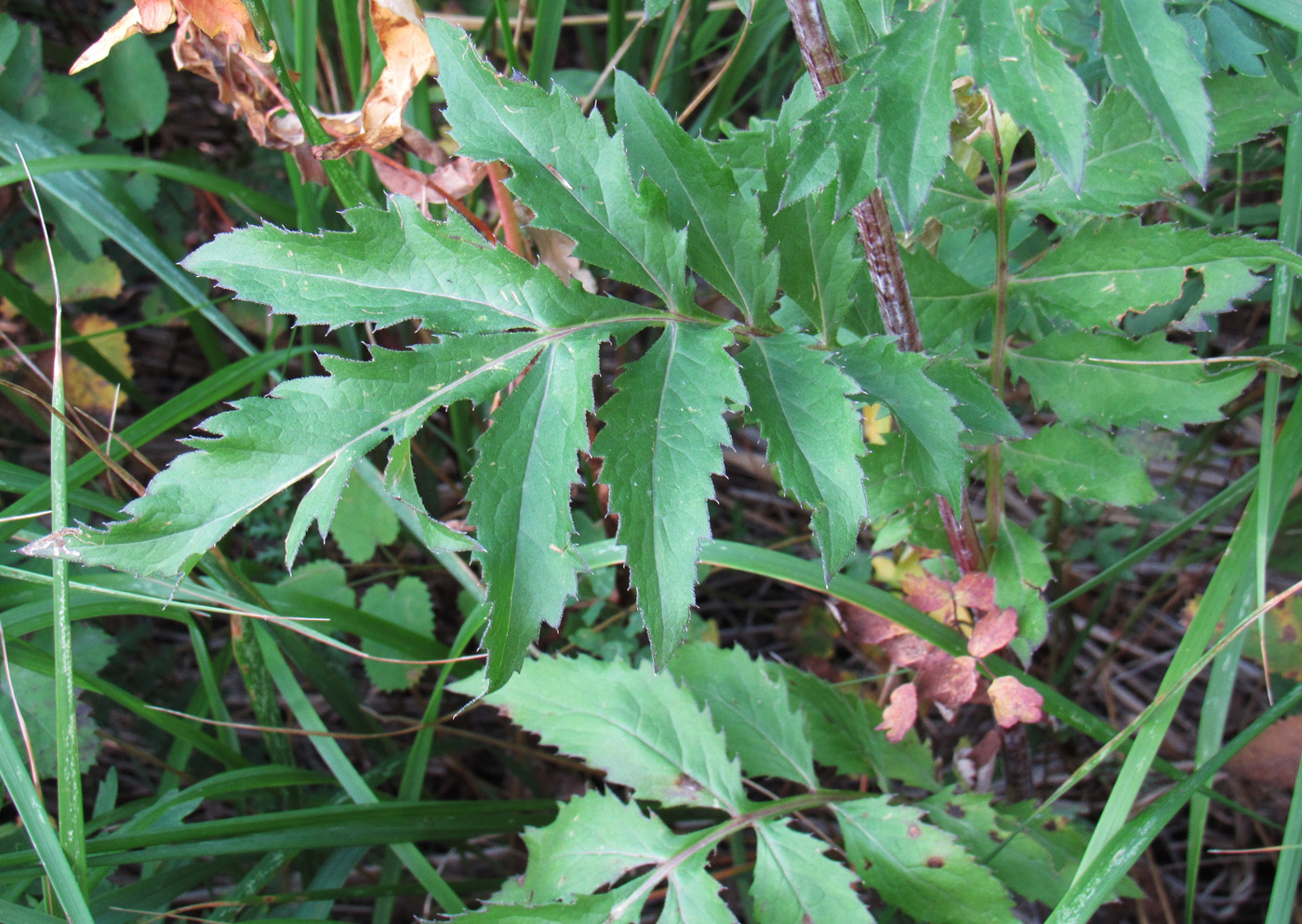 Image of Serratula coronata specimen.