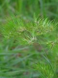 Poa bulbosa ssp. vivipara