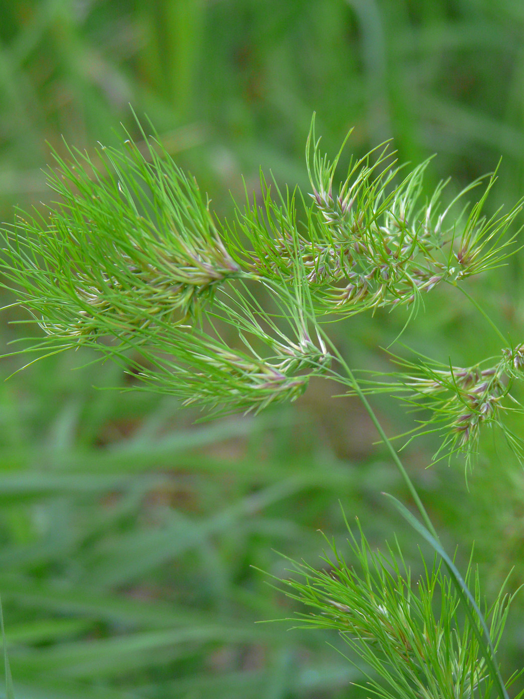 Image of Poa bulbosa ssp. vivipara specimen.