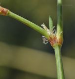 genus Polygonum