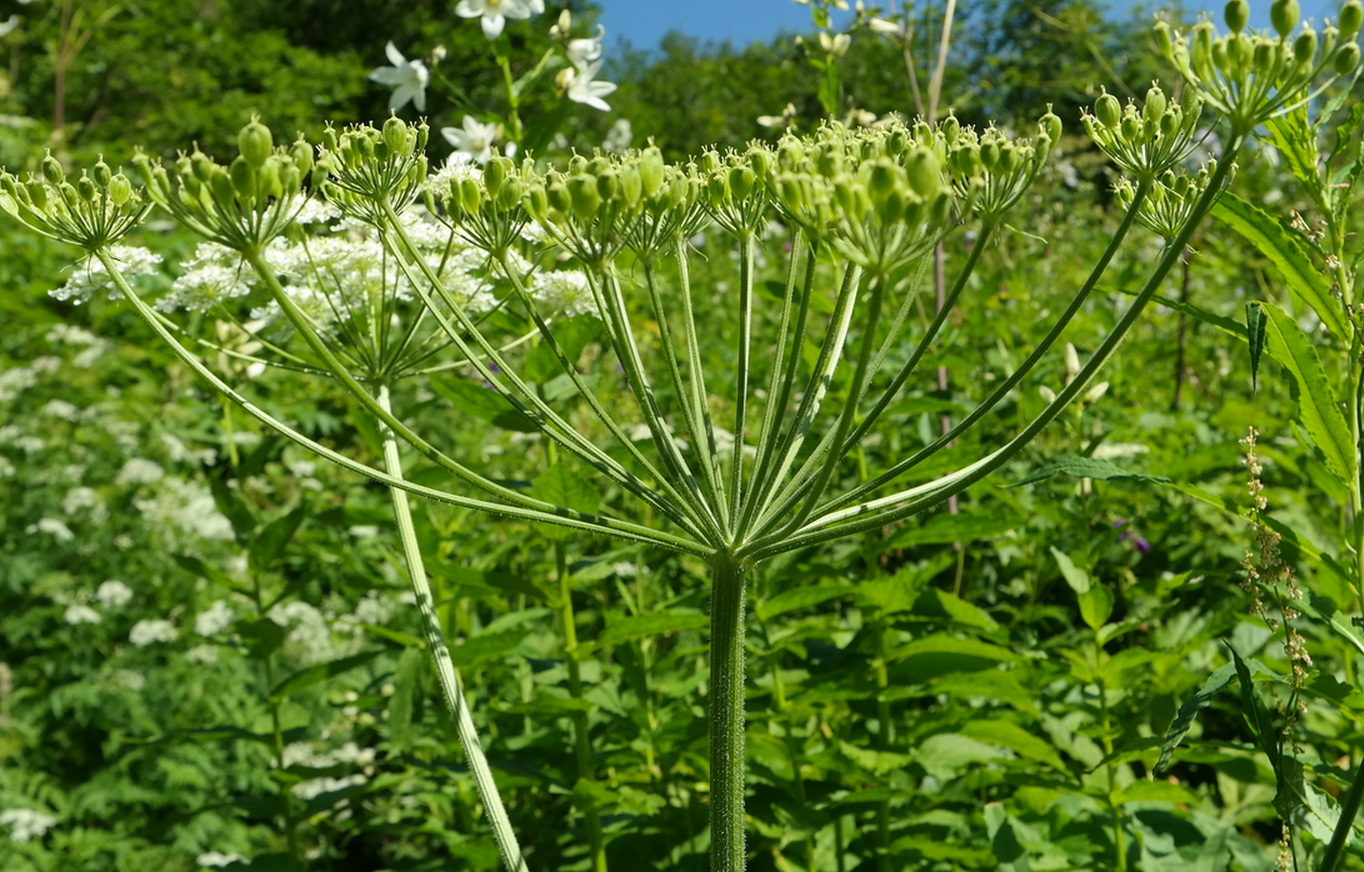 Изображение особи Heracleum freynianum.