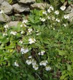 Euphrasia petiolaris