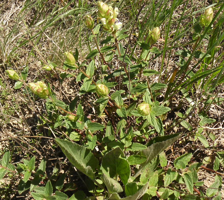 Image of Scutellaria creticola specimen.