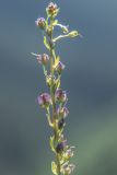 Veronica gentianoides