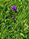 Campanula glomerata. Верхушка цветущего растения. Сербия, национальный парк Тара, плоскогорье Равна Тара, западный берег оз. Заовине, луг. 11.07.2019.