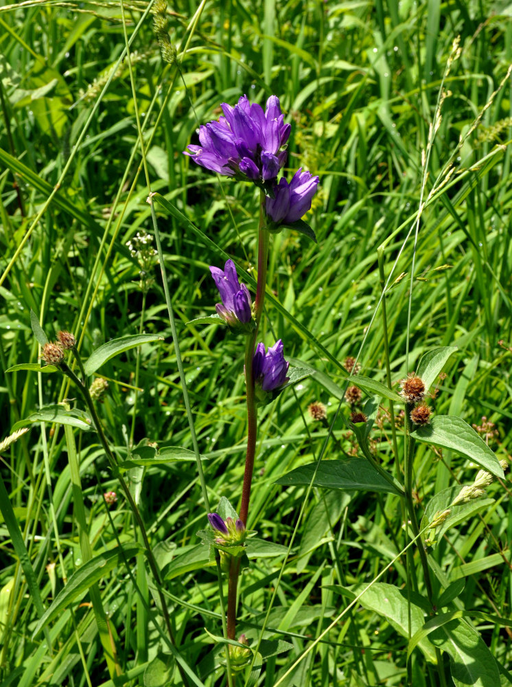 Изображение особи Campanula glomerata.